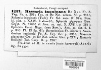 Massaria inquinans image